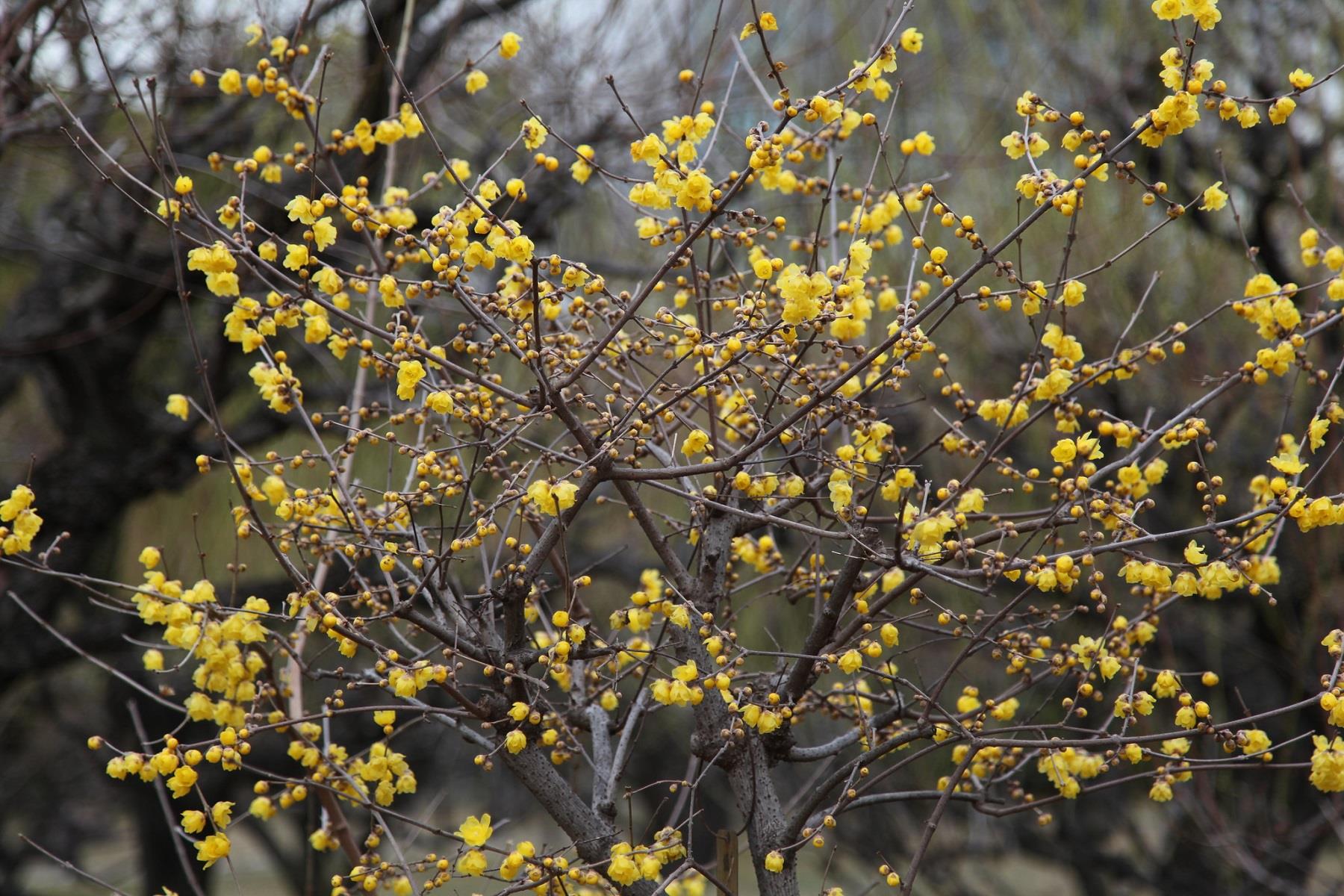 Chimonanthus praecox Winter sweet kış tatlısı fidanı