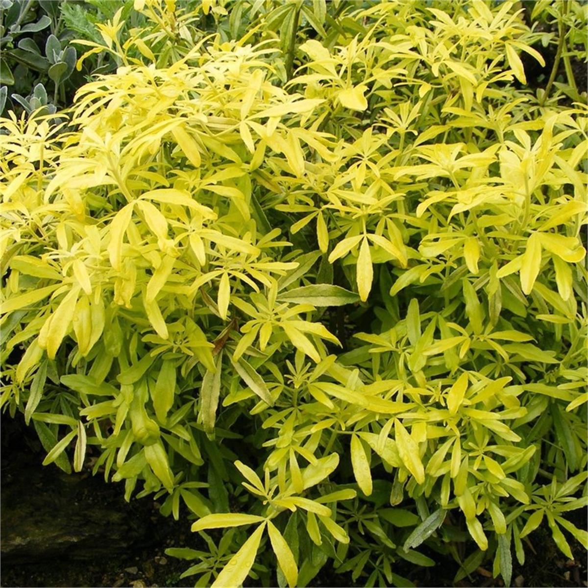 Choisya dewitteana Goldfingers meksika portakal çiçeği fidanı