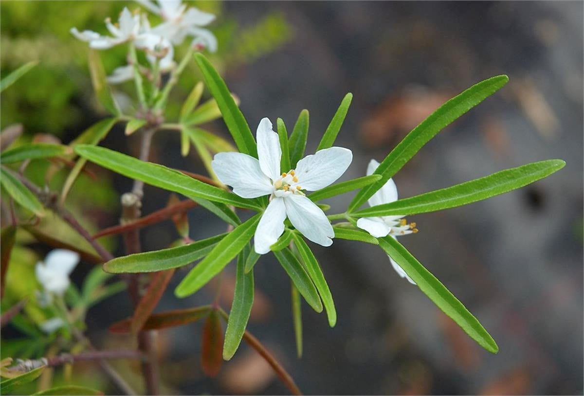 Choisya x dewitteana Aztec pearl meksika portakal çiçeği fidanı