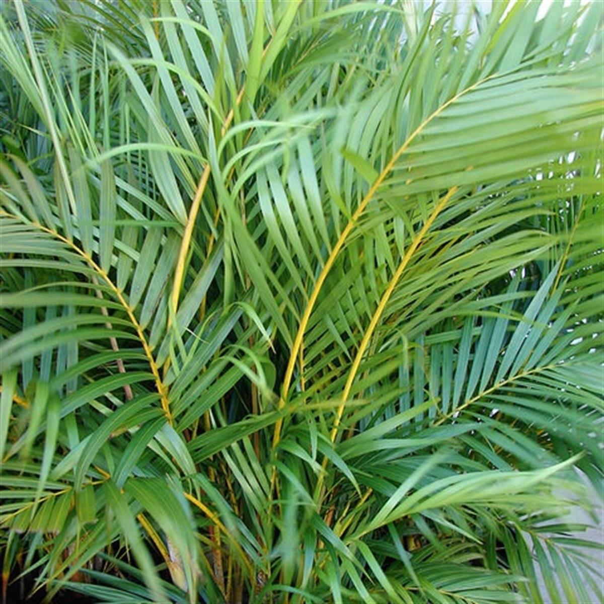Chrysalidocarpus lutescens Areca Areka Palmiyesi fidanı