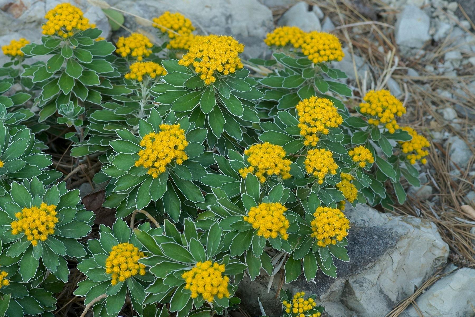 Chrysanthemum pasificum krizantem