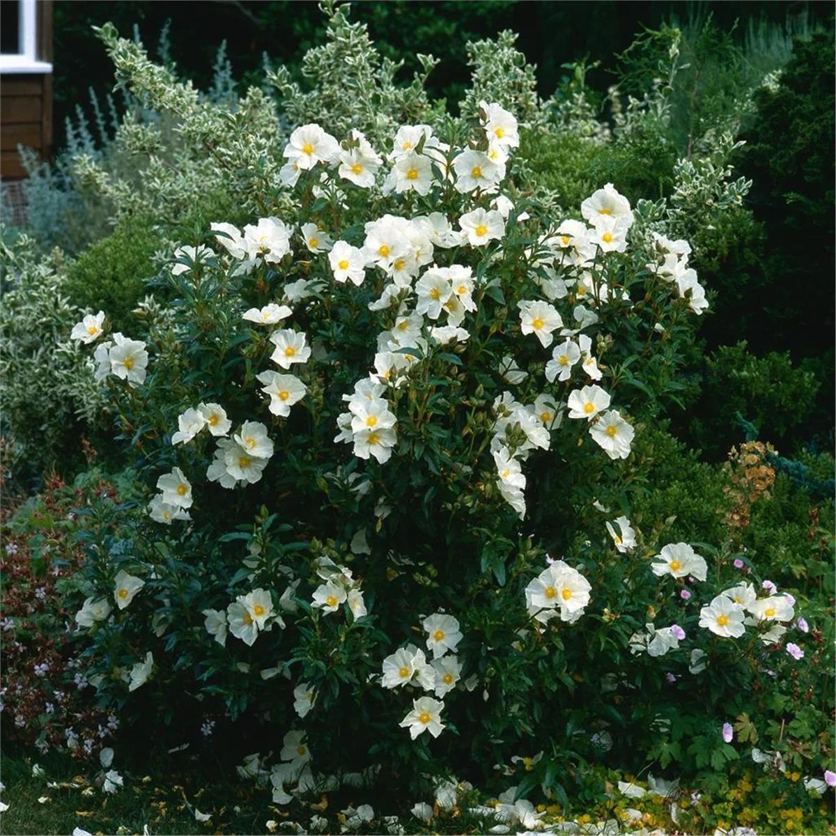 Cistus florentinus Repens Kaya gülü laden fidanı
