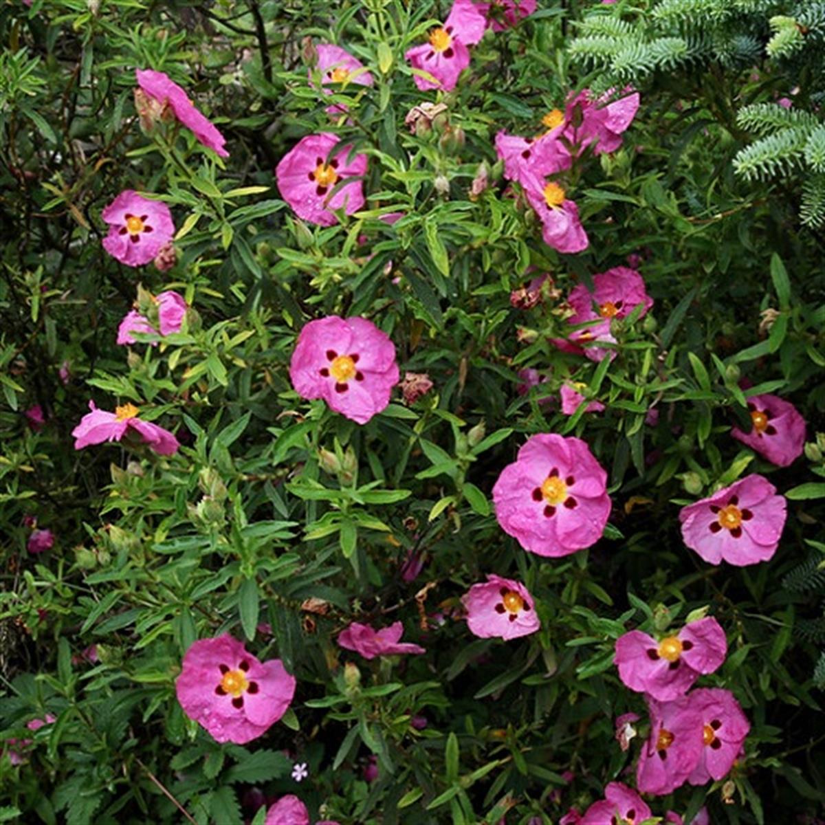 Cistus purpureus Kaya gülü laden fidanı