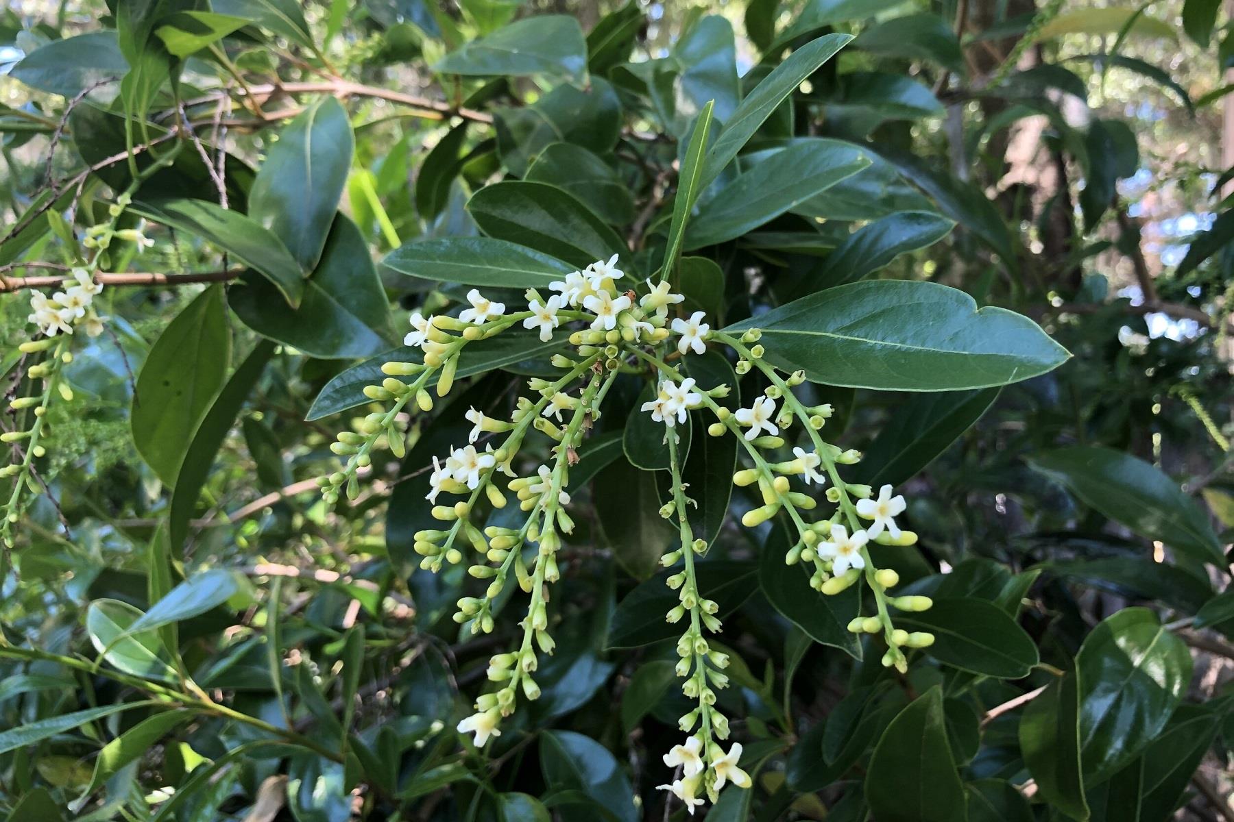 Citharexylum quadrangulare