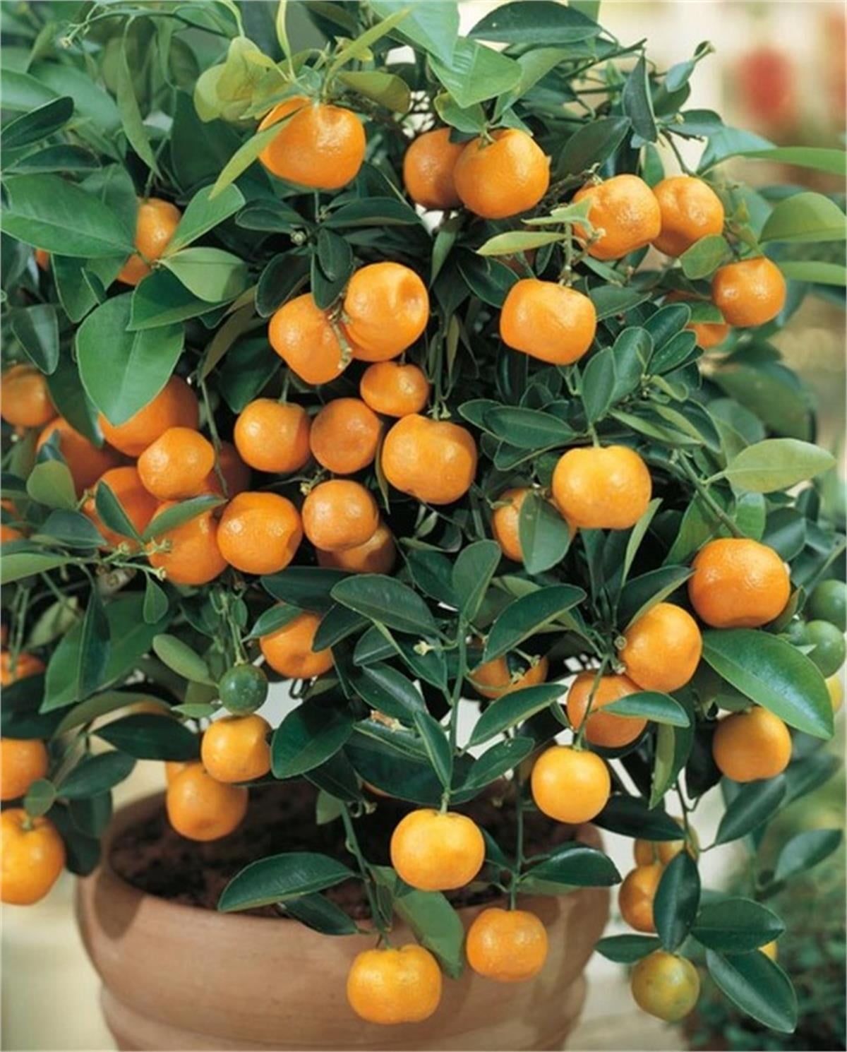 Citrofortunella microcarpa Calamondin KALAMONDİN fidanı