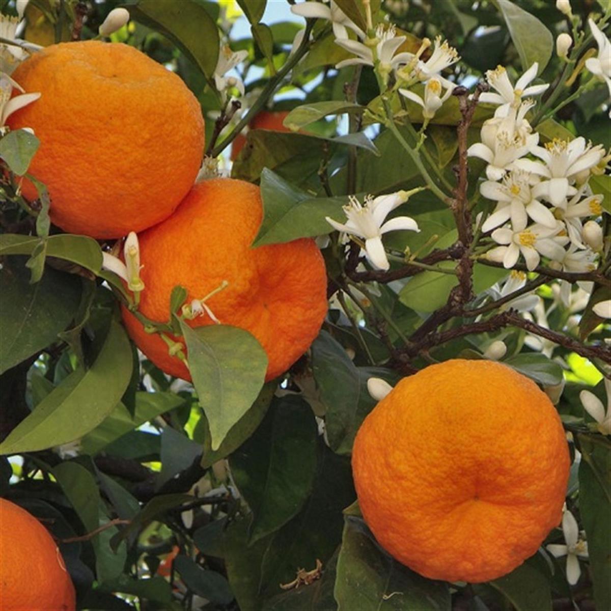Citrus aurantium Çin Turuncu fidanı