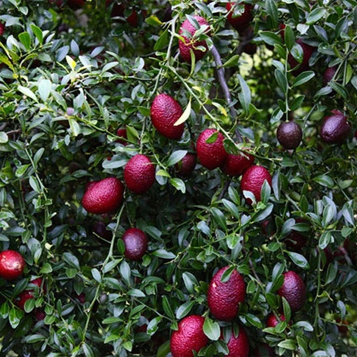 Citrus blood Lime Kırmızı Lime fidanı