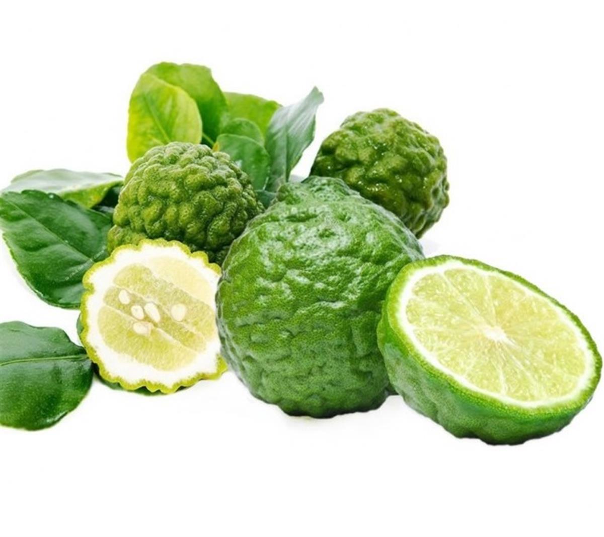 Citrus hystrix Kaffir Lime