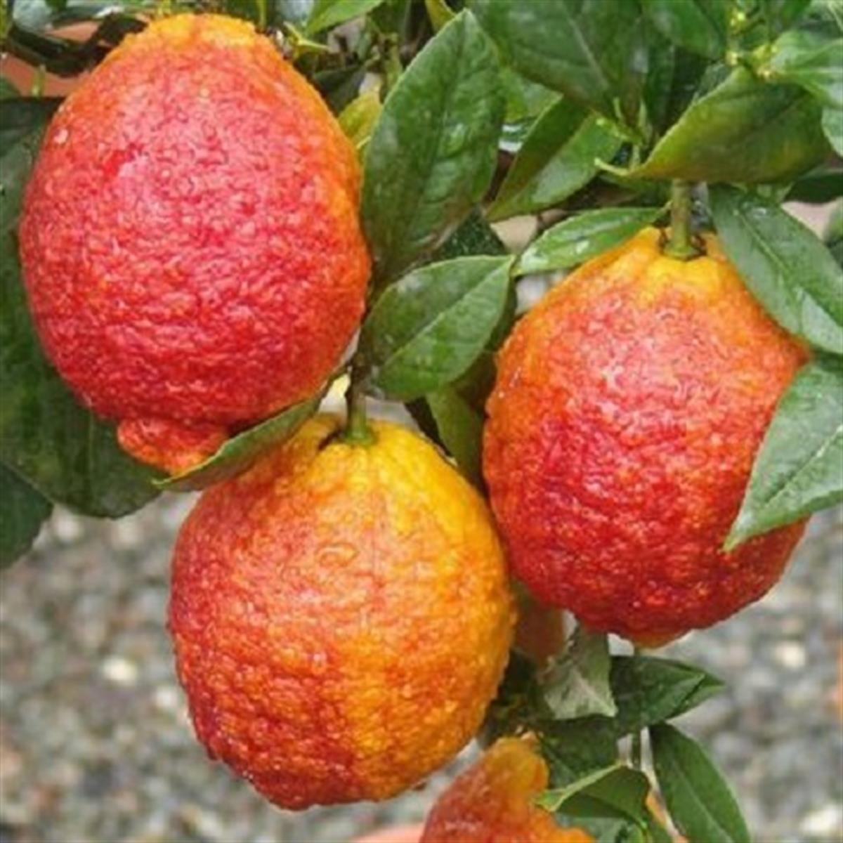 Citrus lemon rosso Kırmızı Limon