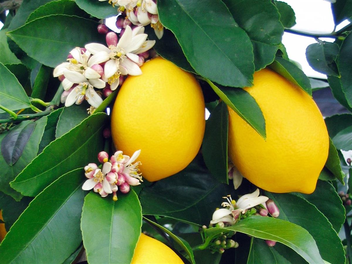 Citrus lemon Yediveren Limon fidanı 80-120cm | 1001fidan.com