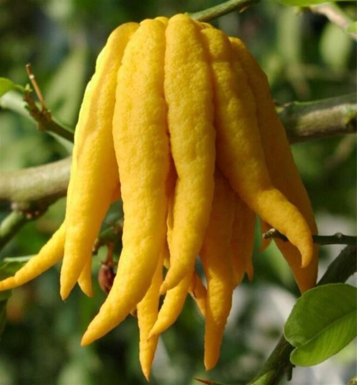 Citrus medica Sarcodactylis Budanın Eli Limon fidanı