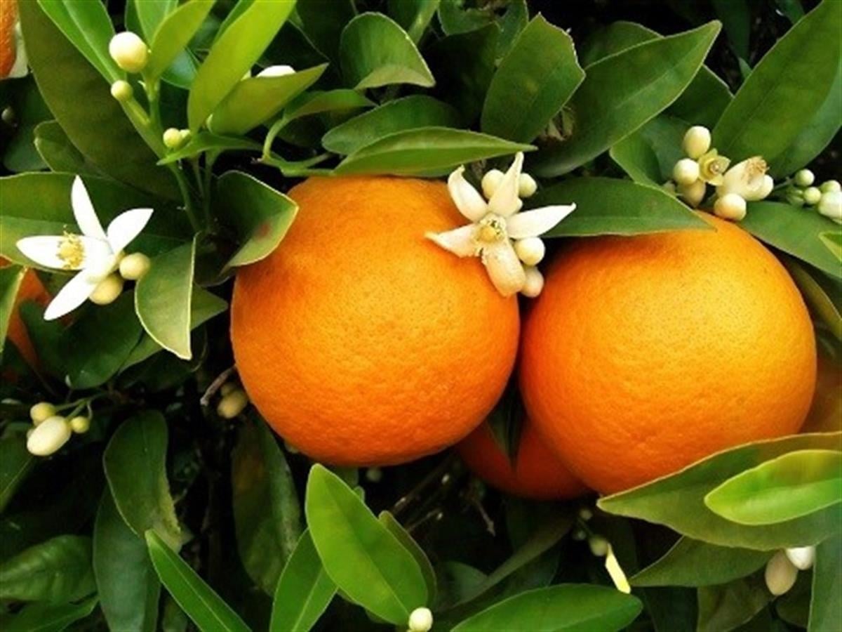 Citrus sinensis Washington Portakal fidanı