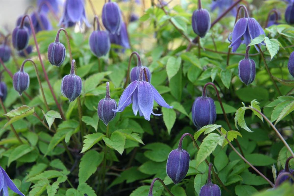 Clematis alpina - 0-20 cm