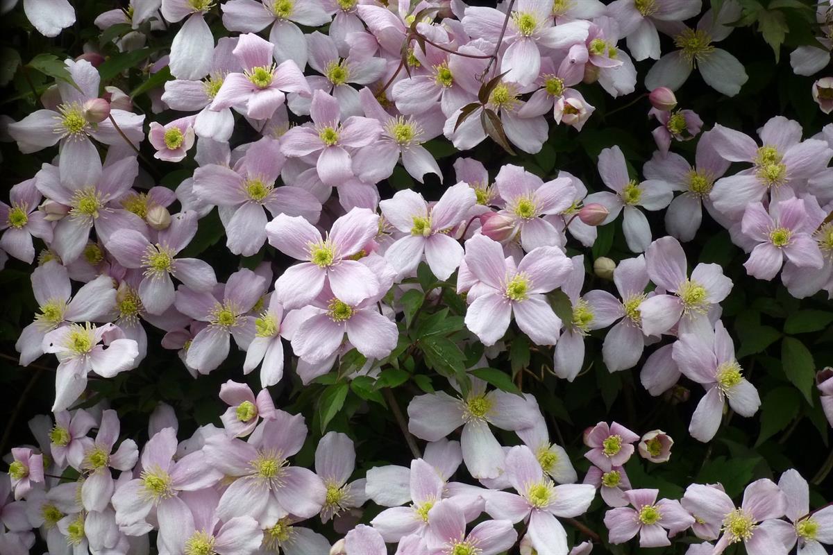 Clematis montana rubens - 0-20 cm