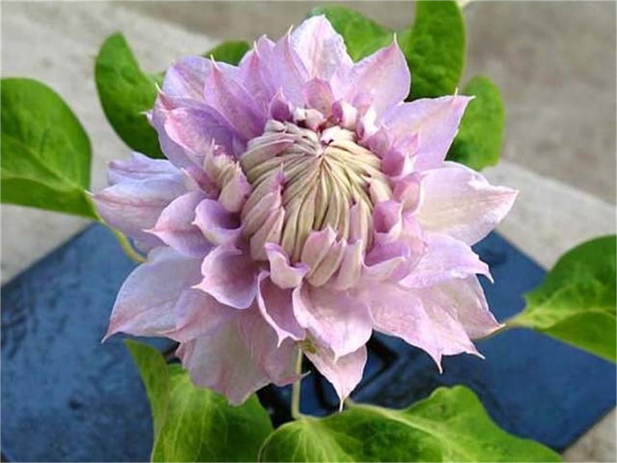 Clematis Orman Asması fidanı - Belle of woking