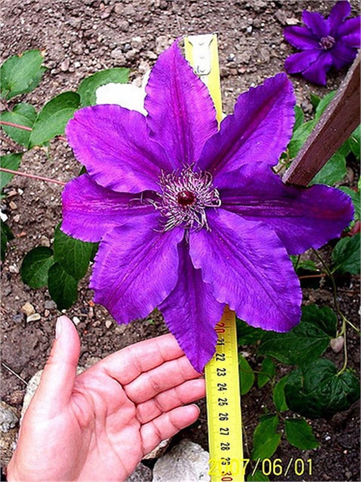 Clematis Orman Asması fidanı - Crolowa Kacper