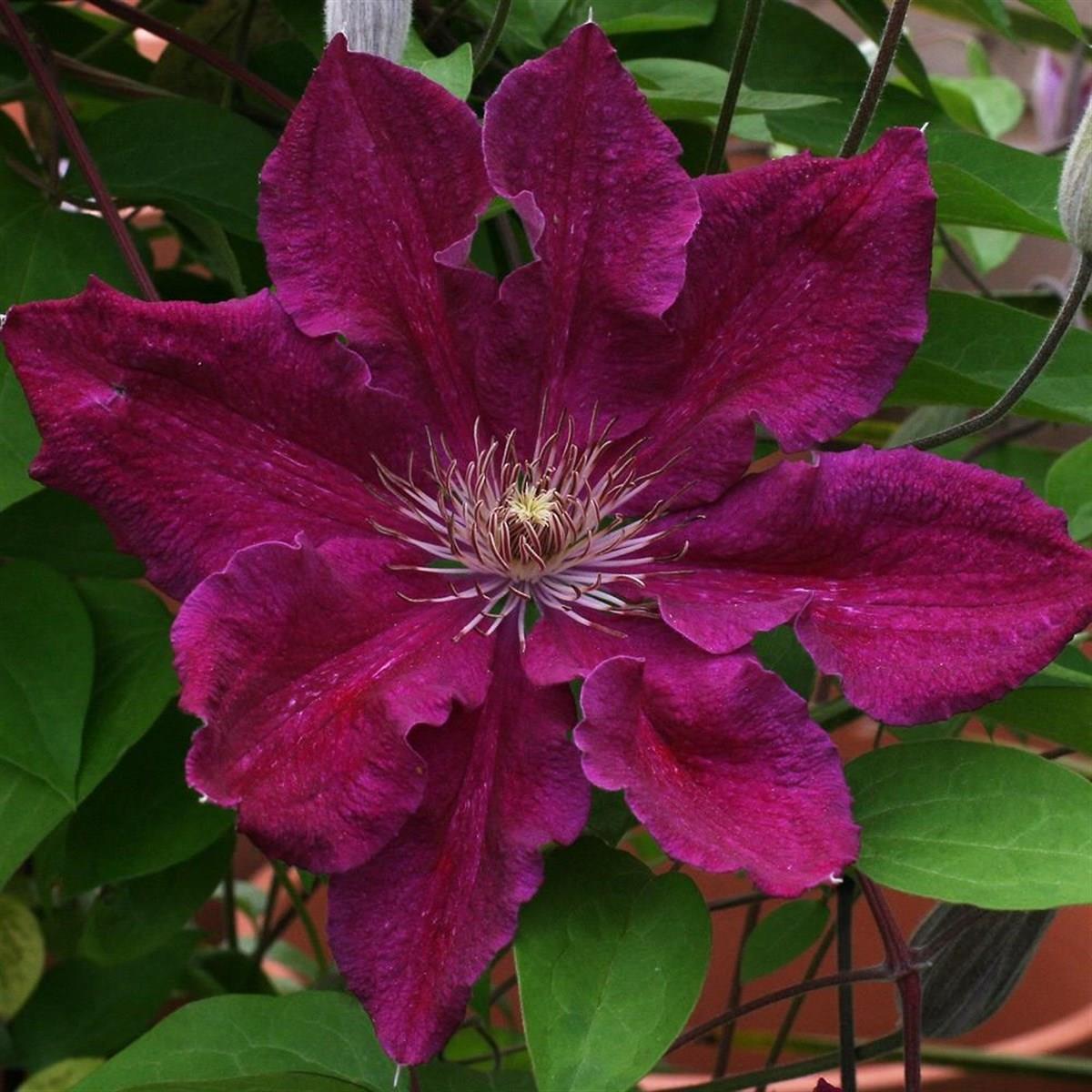 Clematis Orman Asması fidanı - Ernest markham