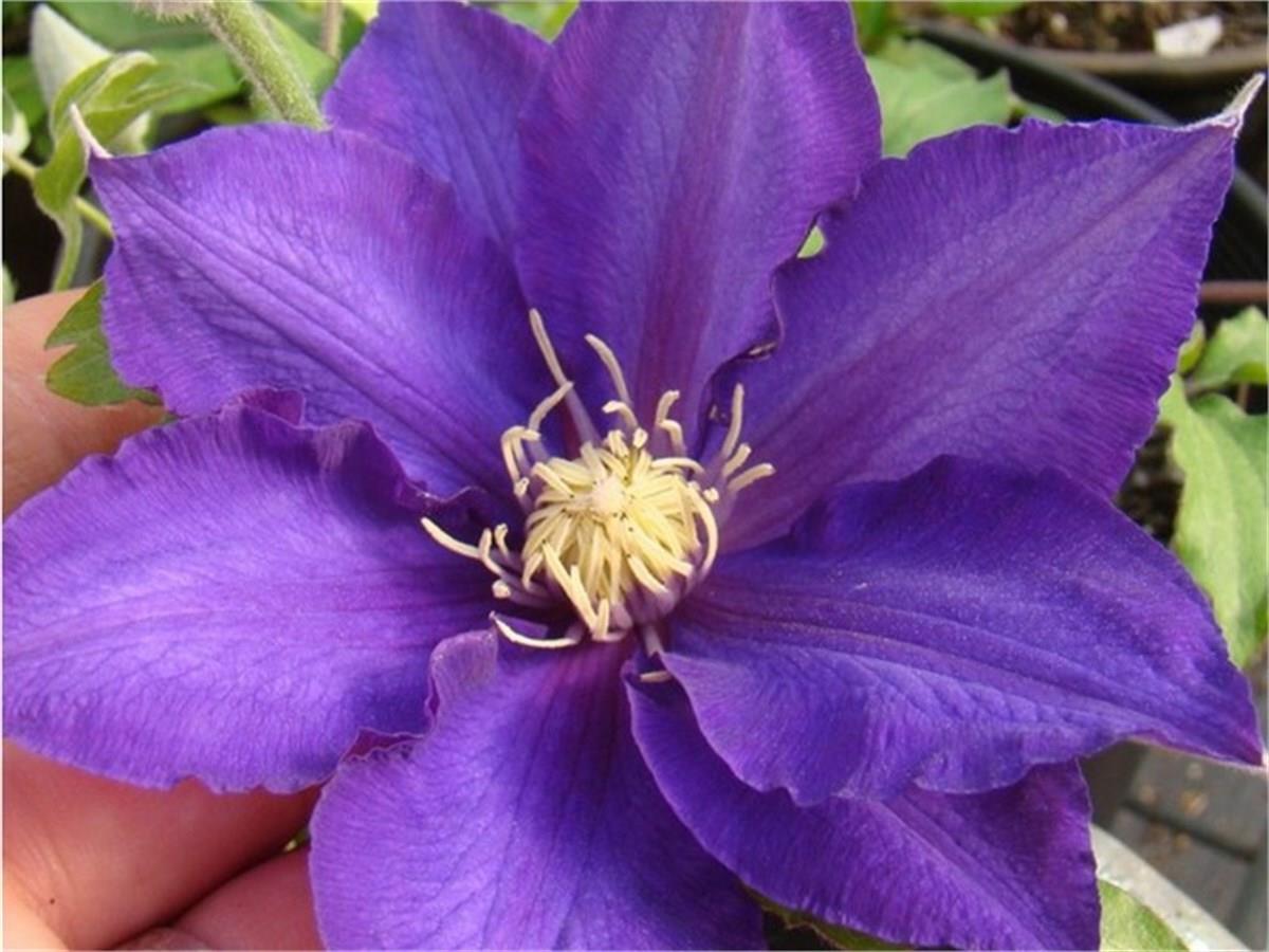 Clematis Orman Asması fidanı - Frau Mikiko