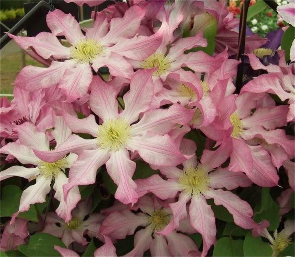 Clematis Orman Asması fidanı - Frau Susanne