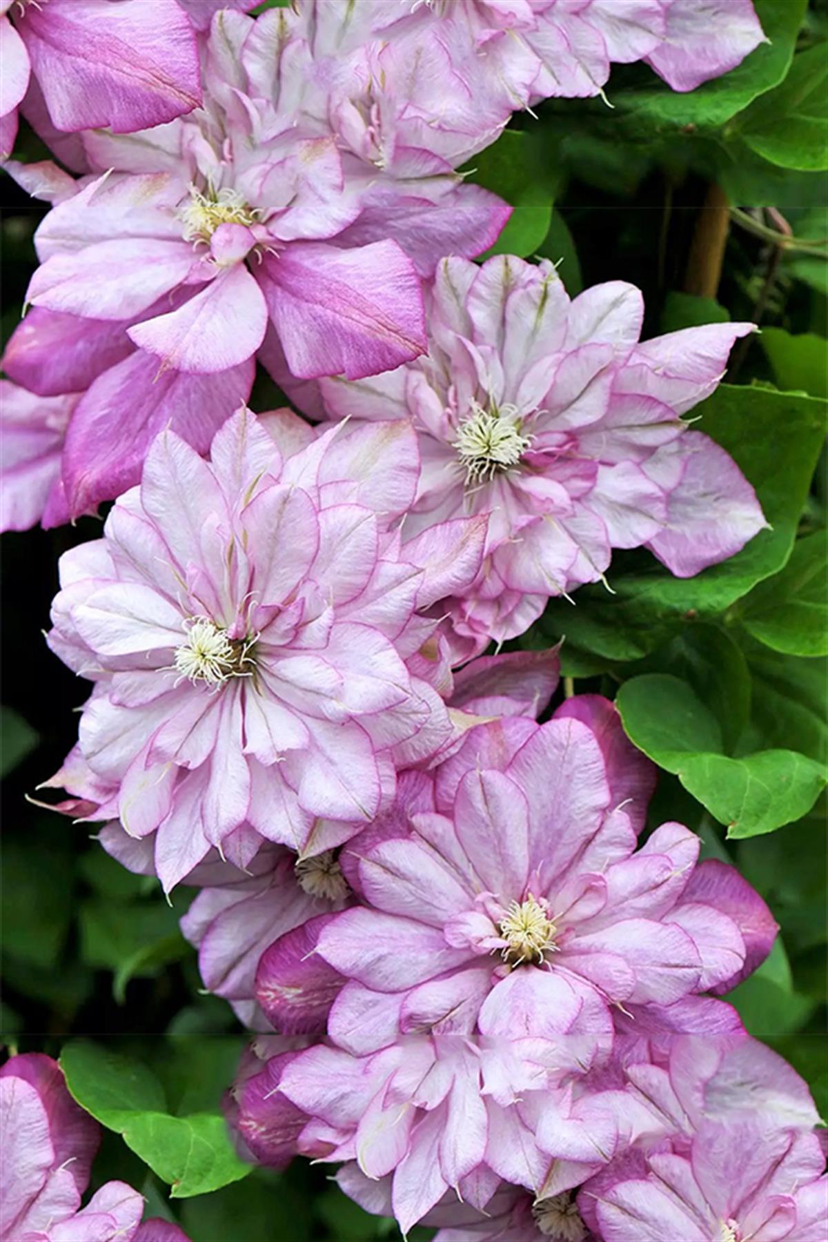 Clematis Orman Asması fidanı - Innocent Glance