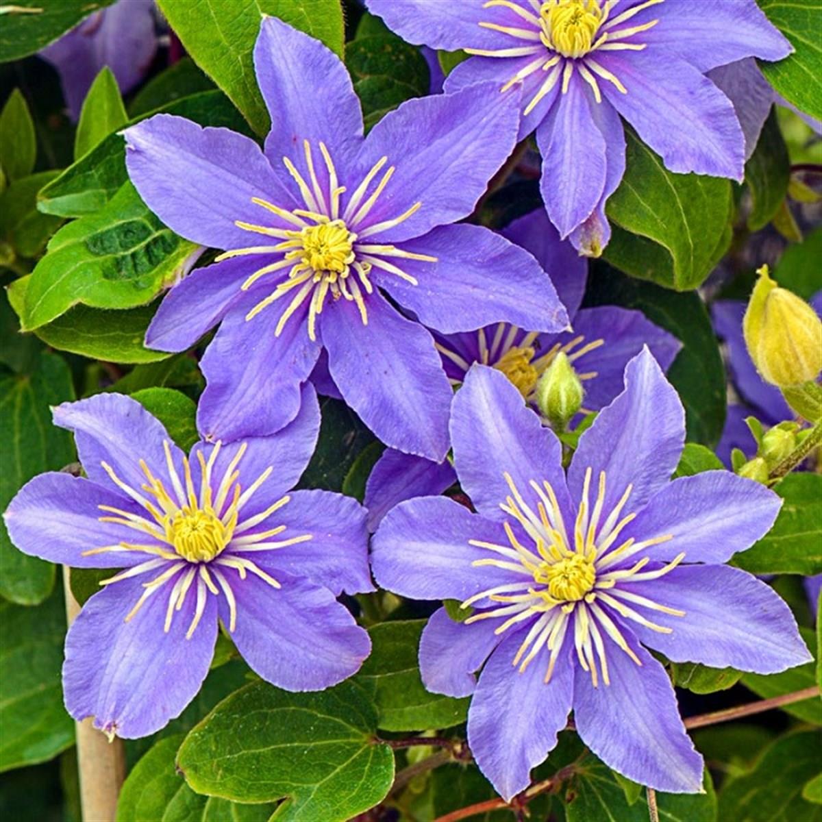 Clematis Orman Asması fidanı - Justa