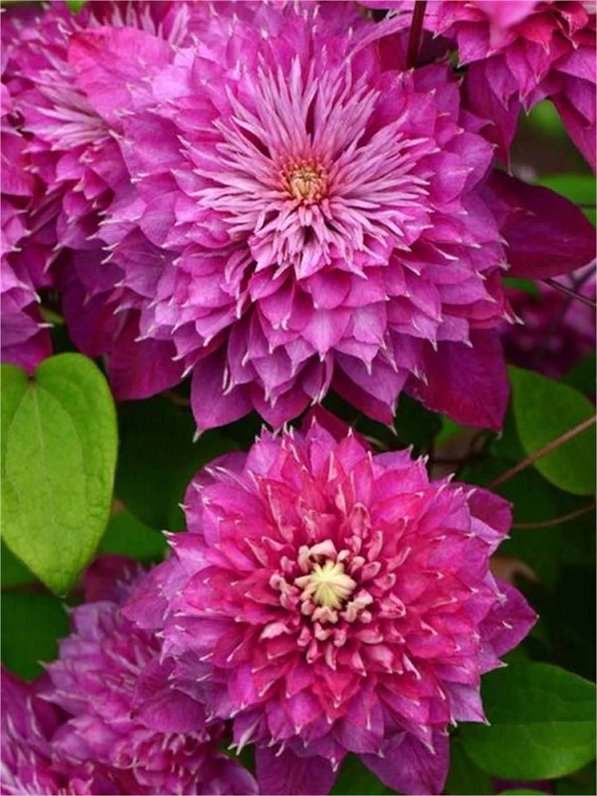 Clematis Orman Asması fidanı - Kaiser