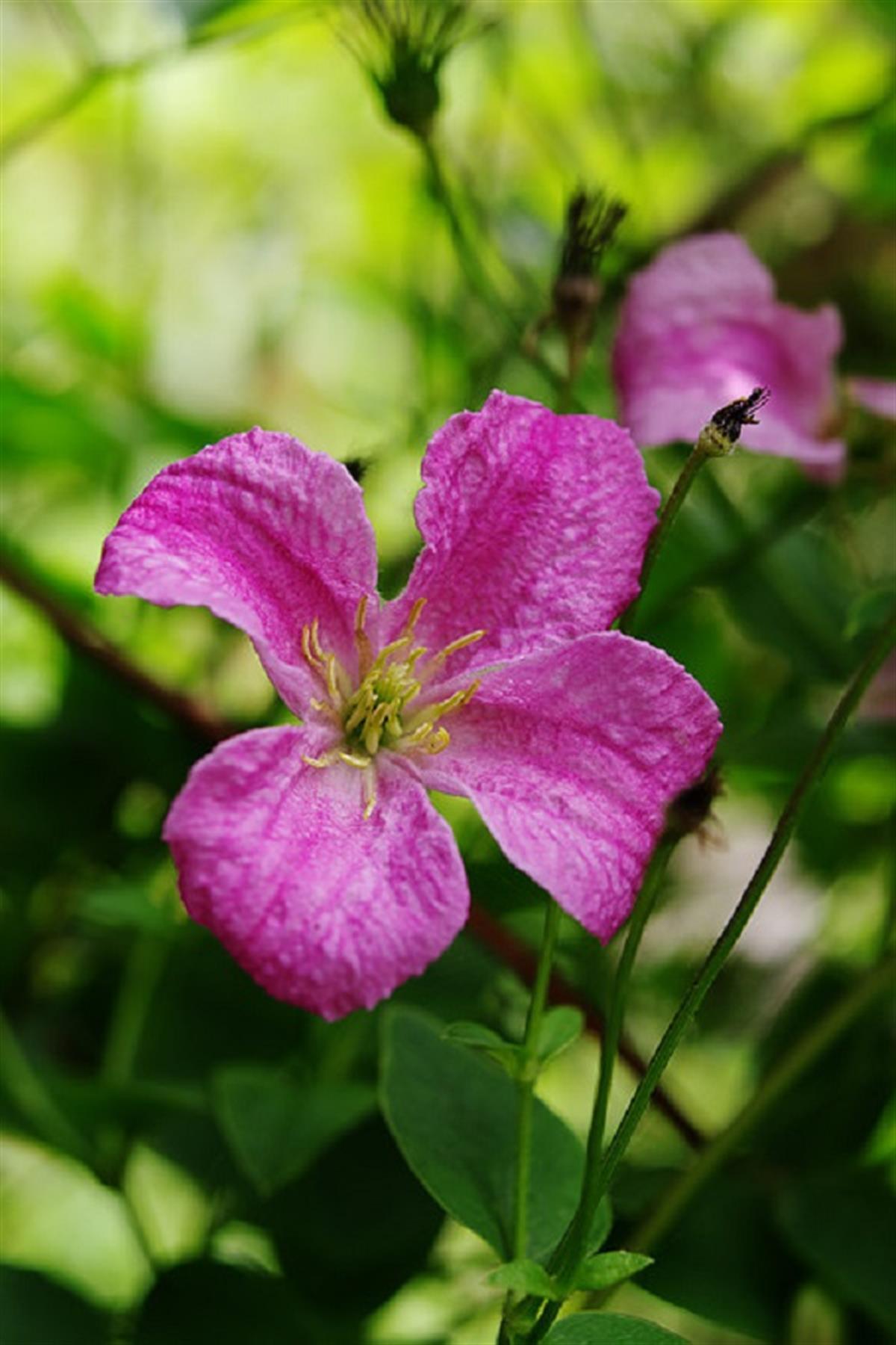 Clematis Orman Asması fidanı - Krakowiak