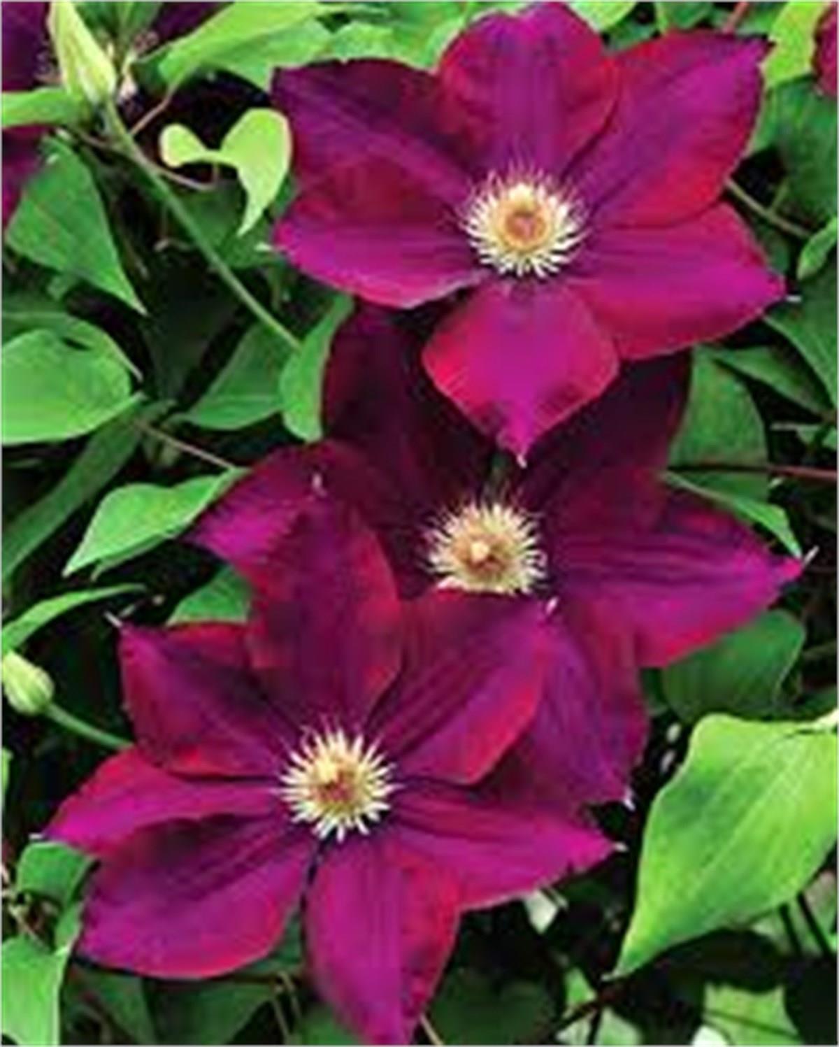 Clematis Orman Asması fidanı - Mazowsze volcano