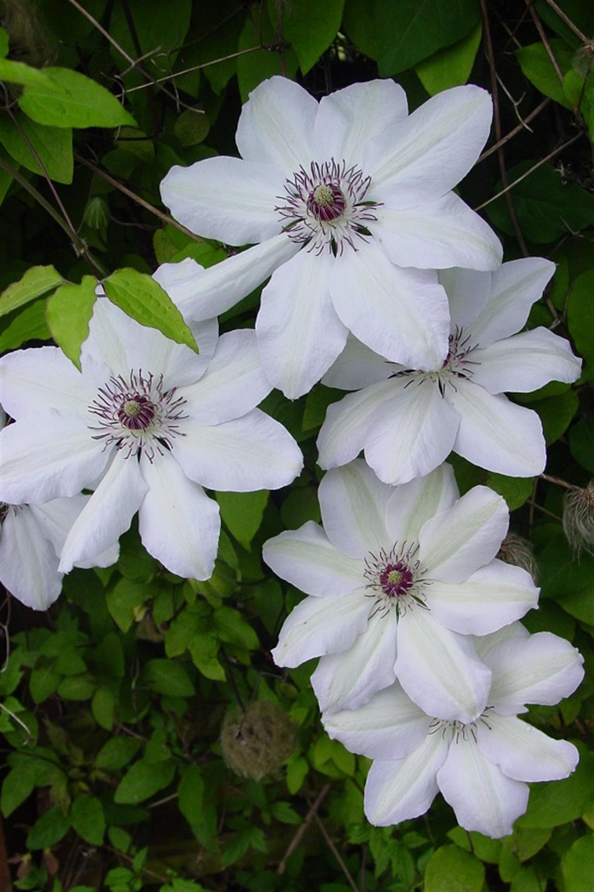 Clematis Orman Asması fidanı Miss Bateman