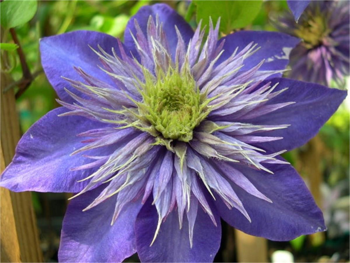 Clematis Orman Asması fidanı - Multi blue