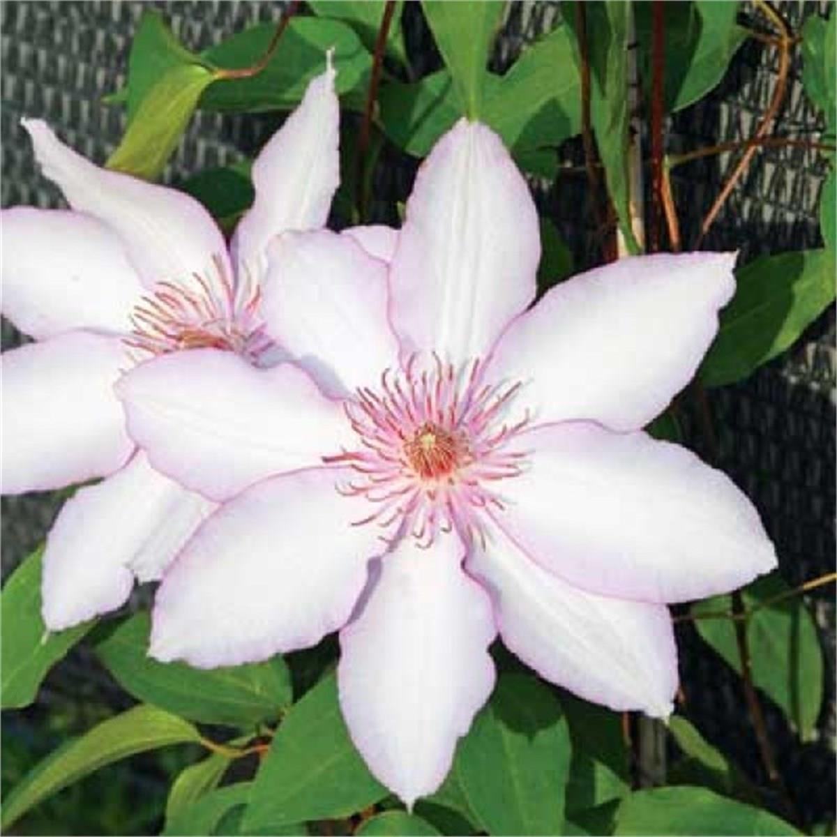 Clematis Orman Asması fidanı - Nina