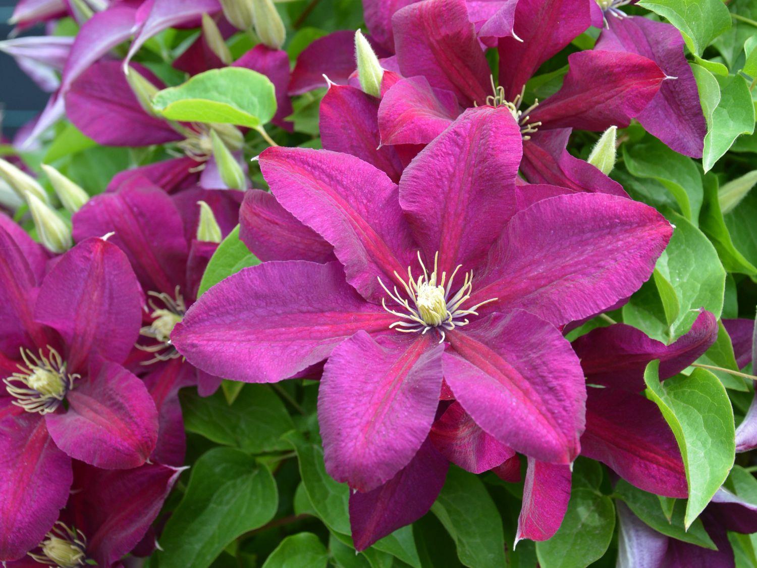 Clematis Orman Asması fidanı - Polonia Restituta