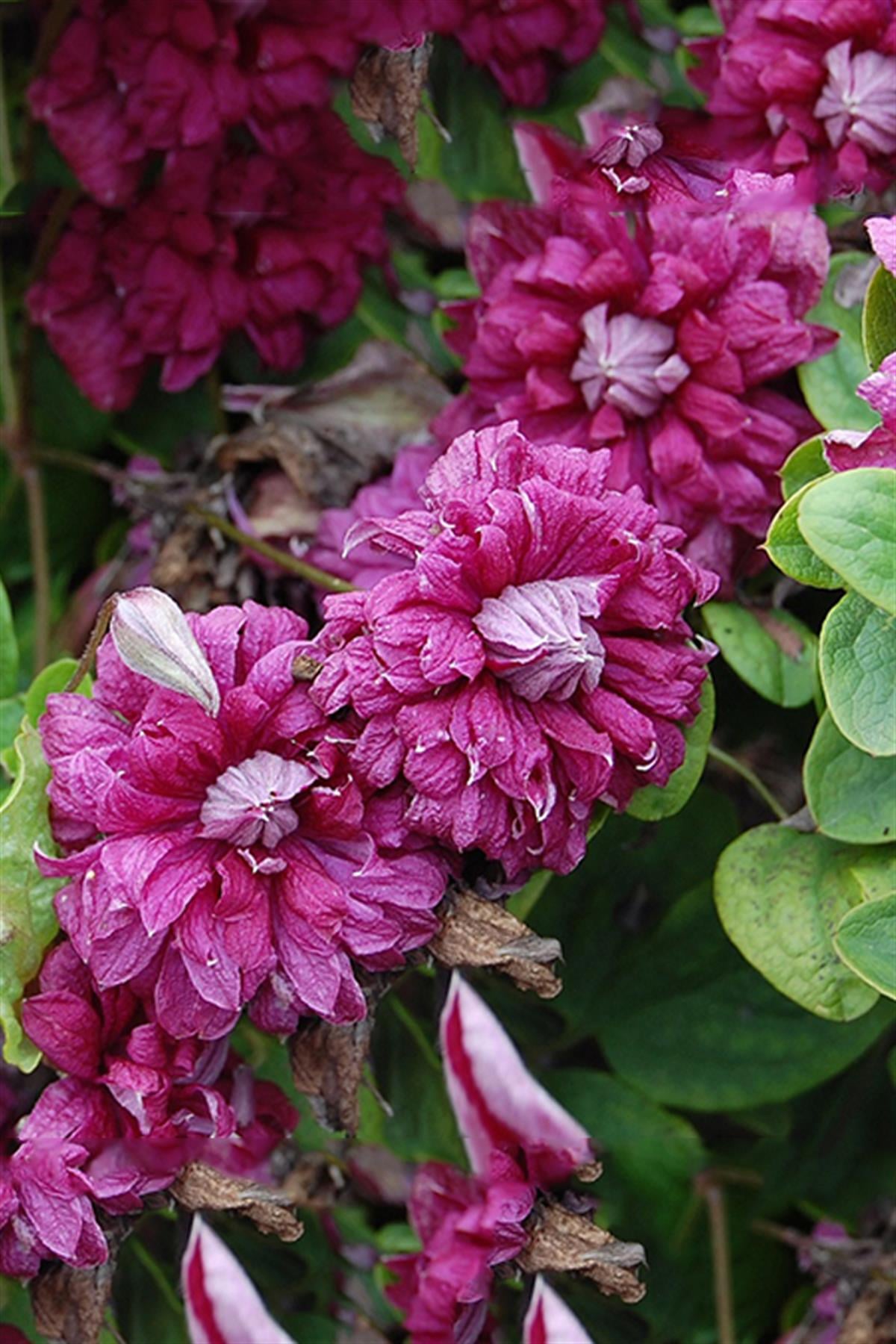Clematis Orman Asması fidanı - Purpurea Plena Elegans