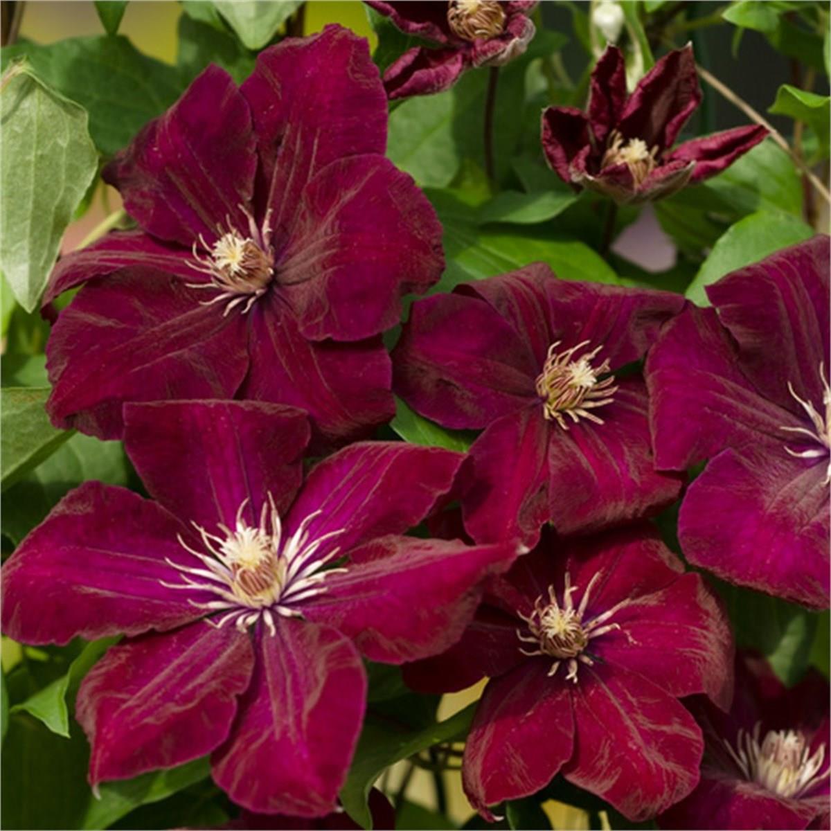 Clematis Orman Asması fidanı - Rouge Cardinal