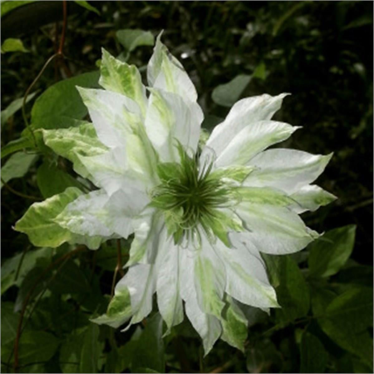 Clematis Orman Asması fidanı - Sen no Kaze