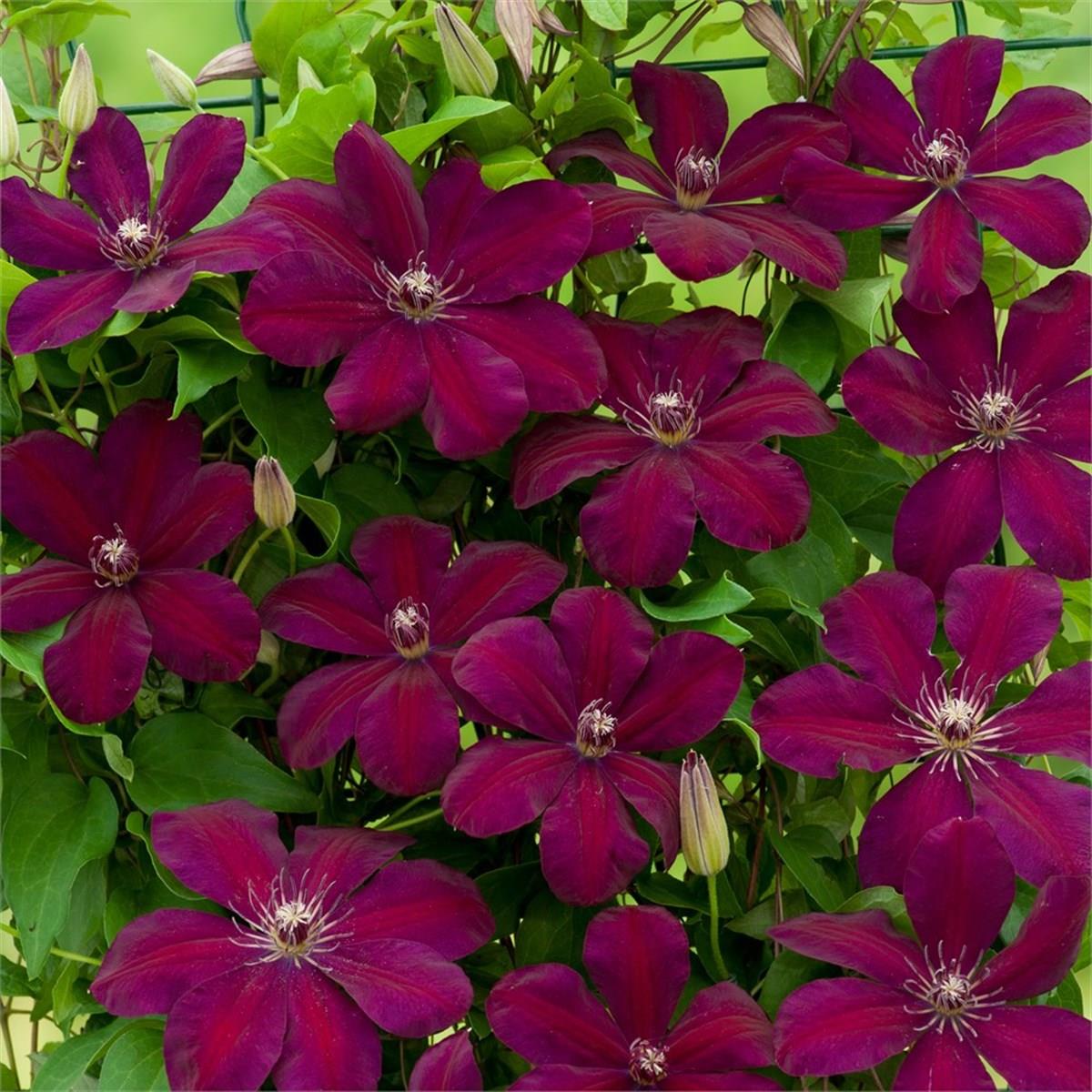 Clematis Orman Asması fidanı - Westerplatte
