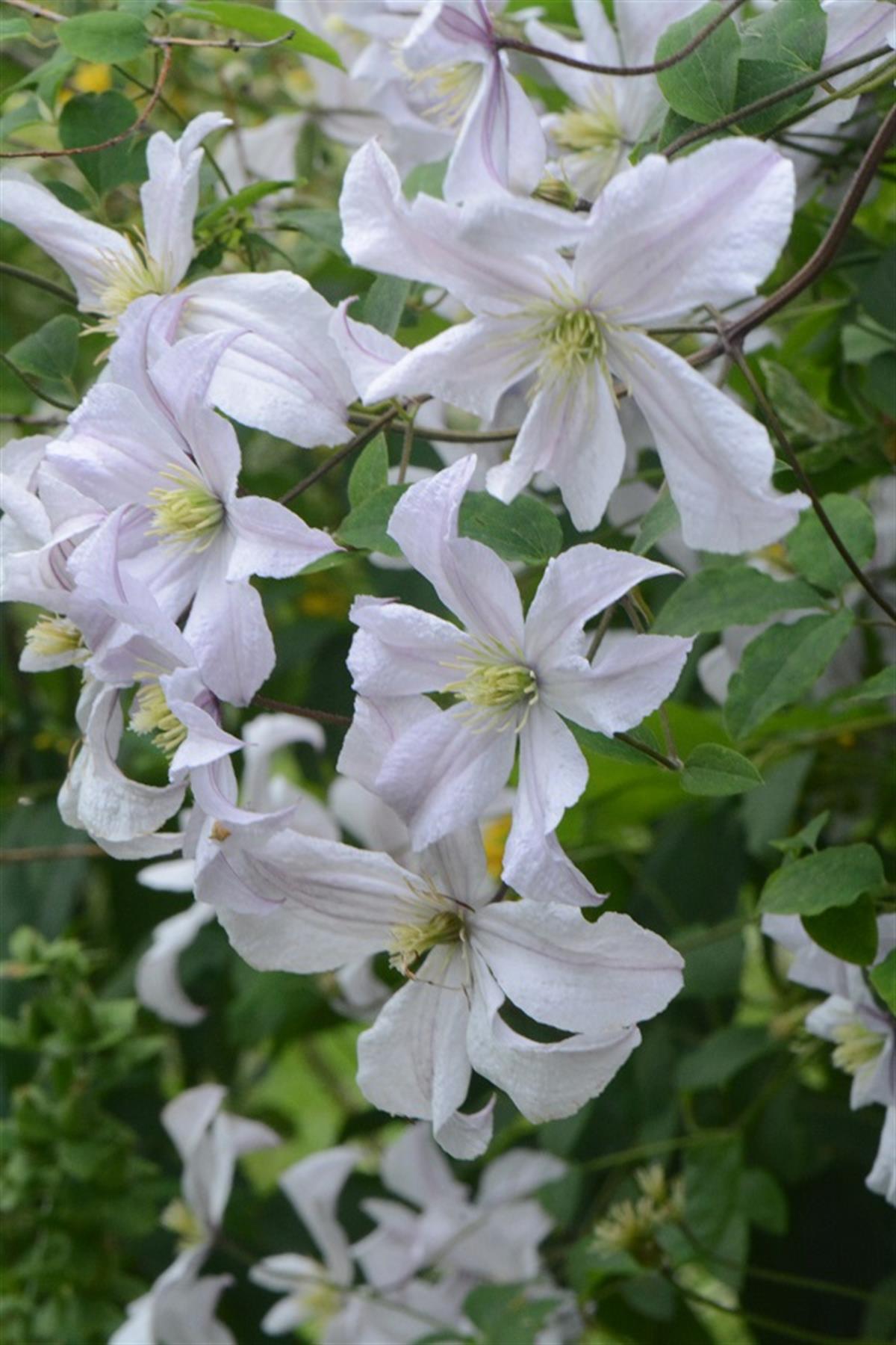 Clematis Orman Asması fidanı - White Prince Charles