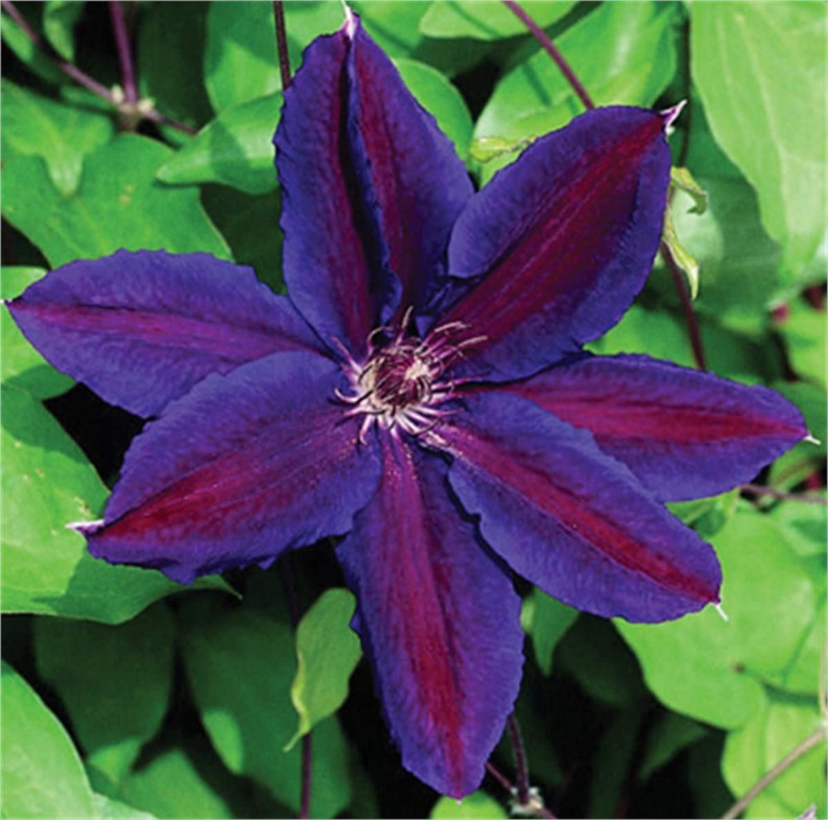 Clematis Orman Asması fidanı - Wildfire