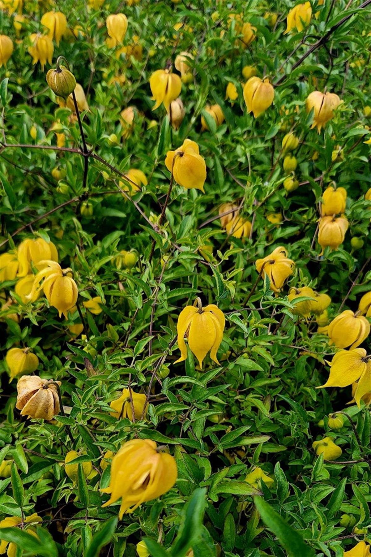 Clematis süper bodur sarı klematis fidesi Little Lemons
