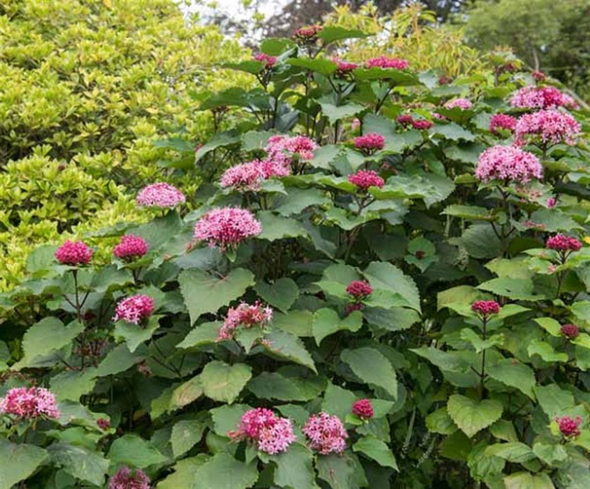 Clerodendrum bungeii Kısmet Ağacı Meksika Ortancası fidanı