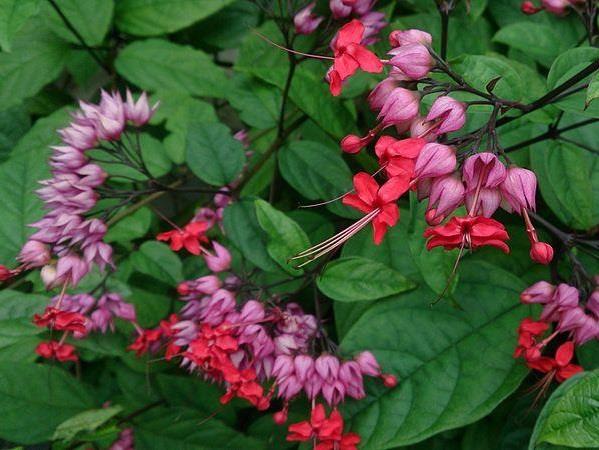 Clerodendrum thomsoniae Kızılay Sarmaşığı fidanı Kırmızı Pembe