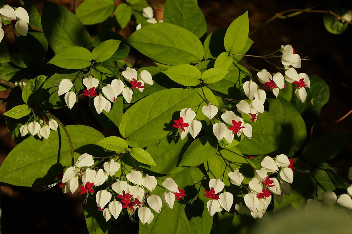 Clerodendrum thomsoniae Kızılay Sarmaşığı fidanı - 60-80 cm