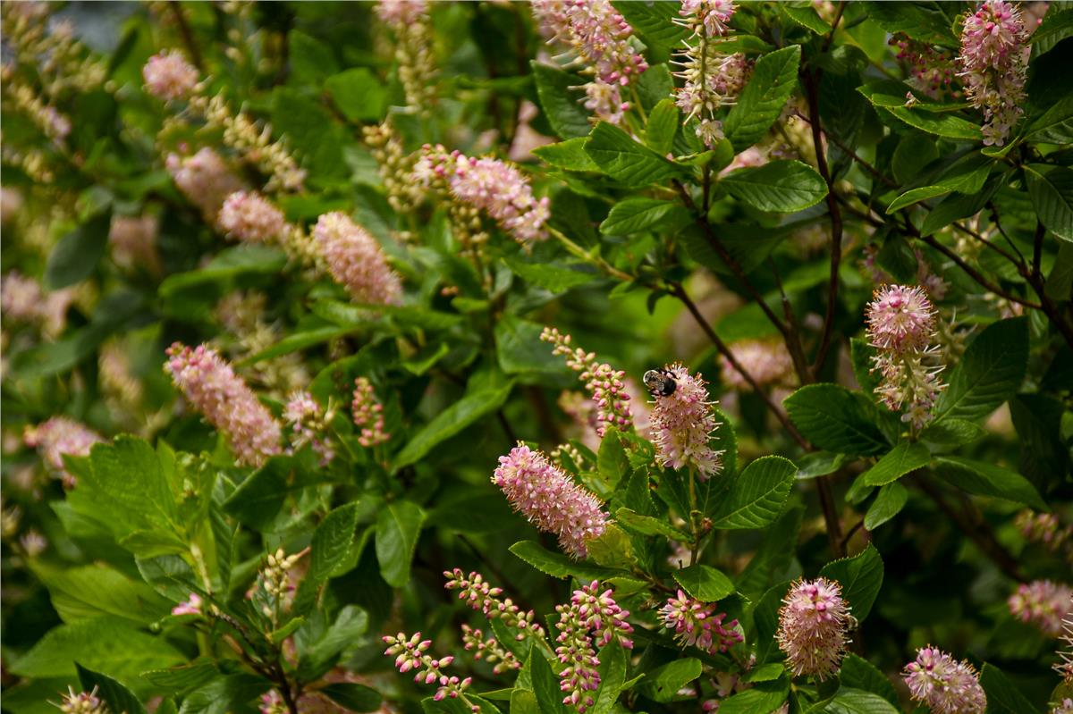 Clethra alnifolia Rosea Yaz tatlısı fidanı