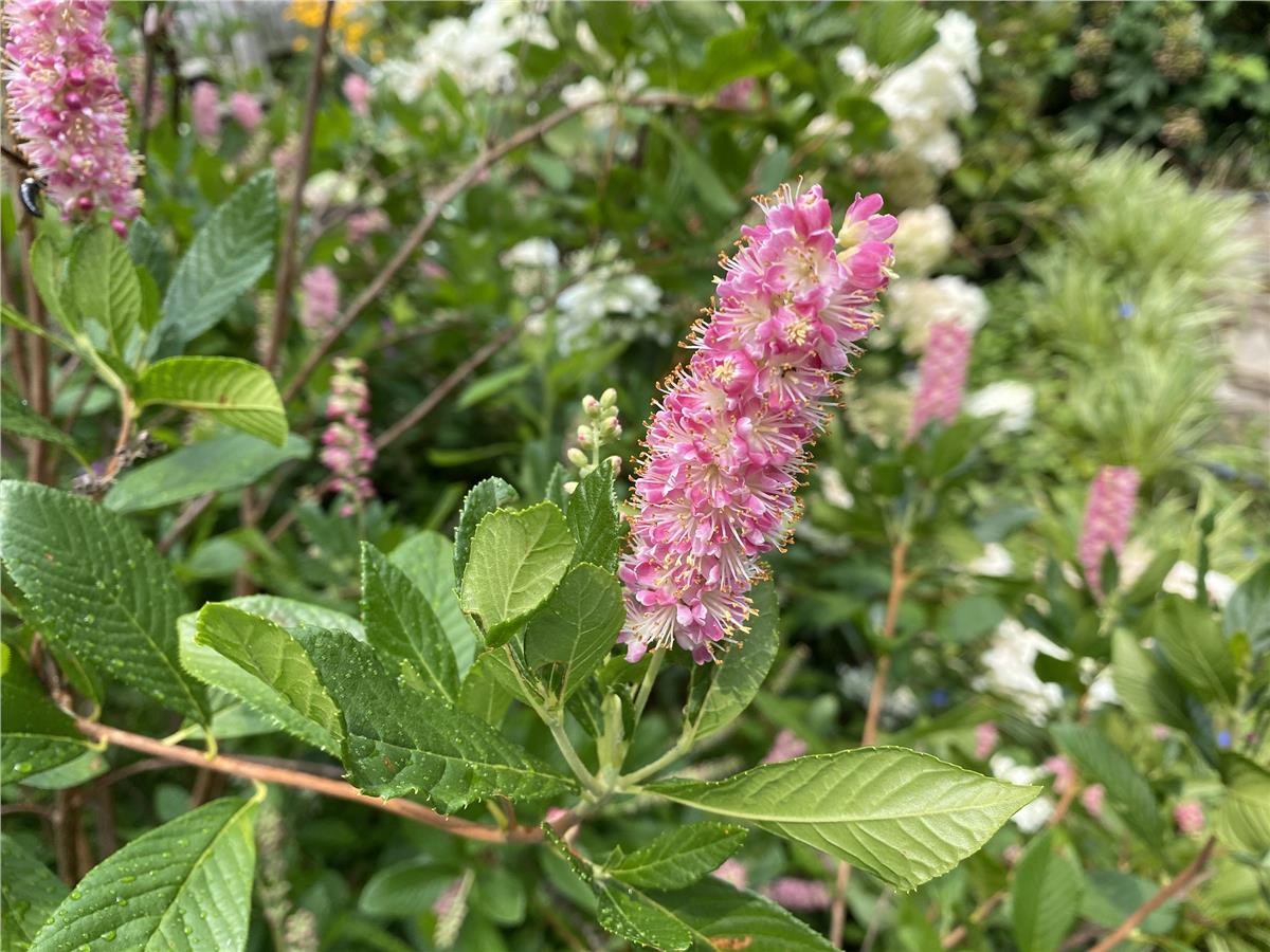 Clethra alnifolia Ruby Spice Yaz tatlısı fidanı