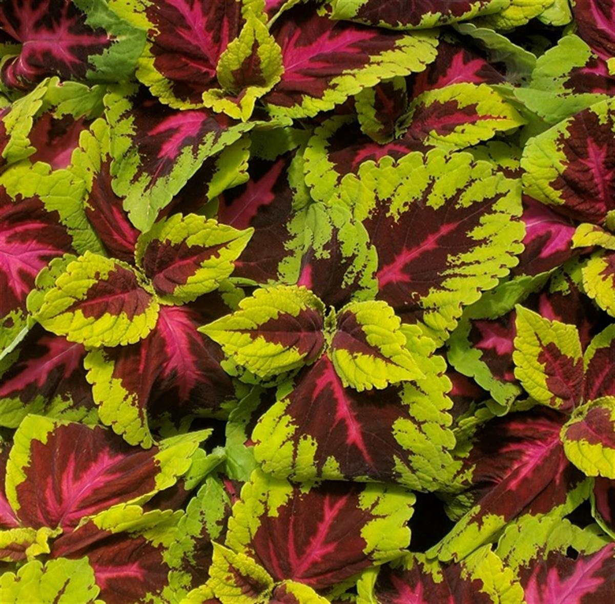 Coleus Kolyos Kolyoz Yaprak Güzeli fidanı
