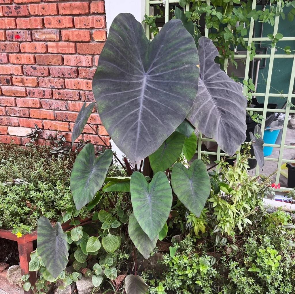 Colocasia esculenta Madeira Fil Kulağı Fidesi