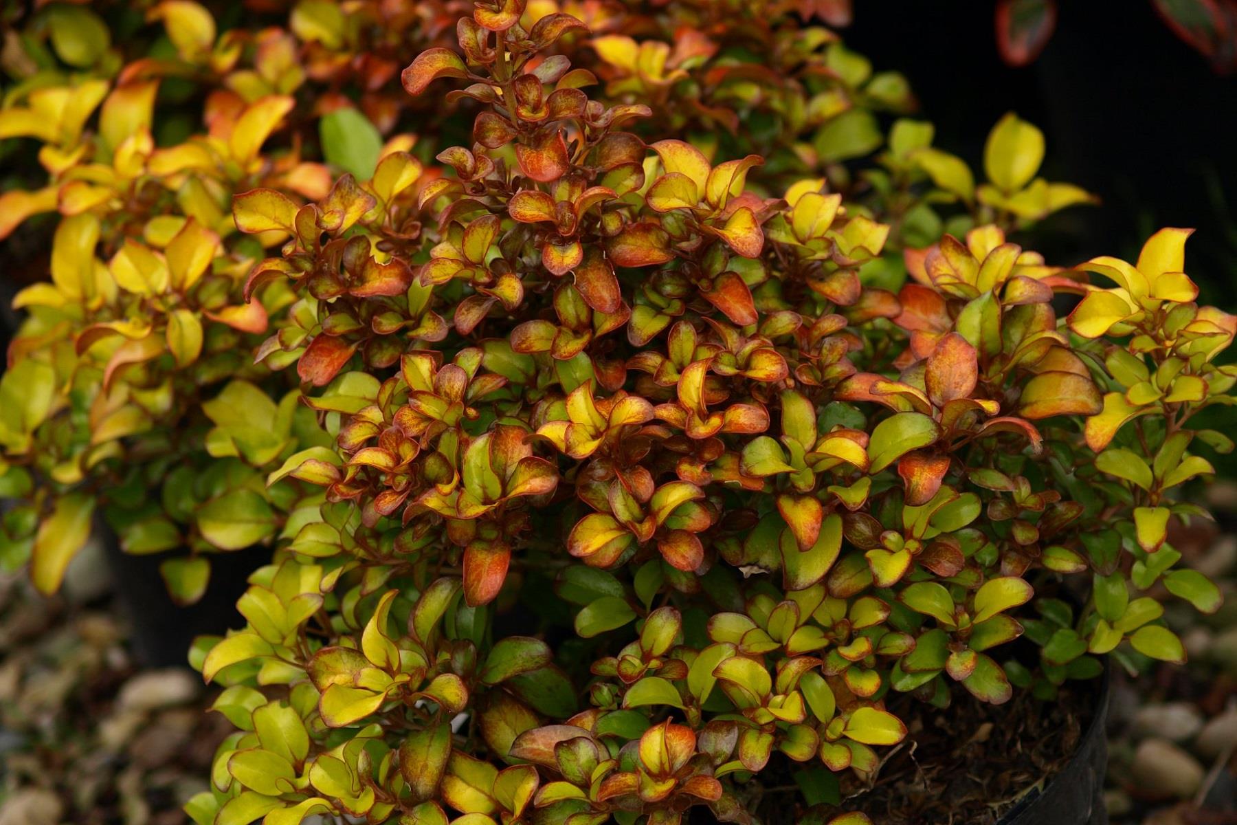 COPROSMA pina colada
