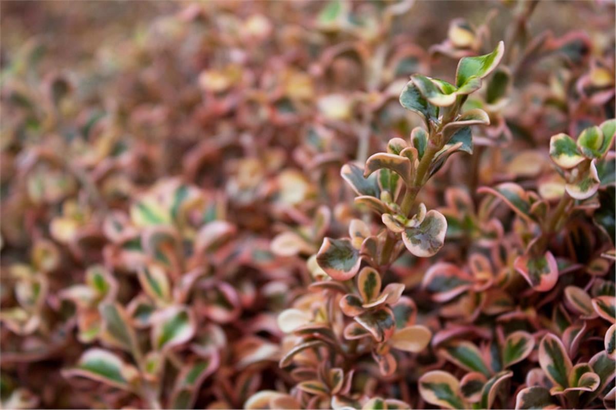 Coprosma rainbow surprise Ayna çalısı fidanı