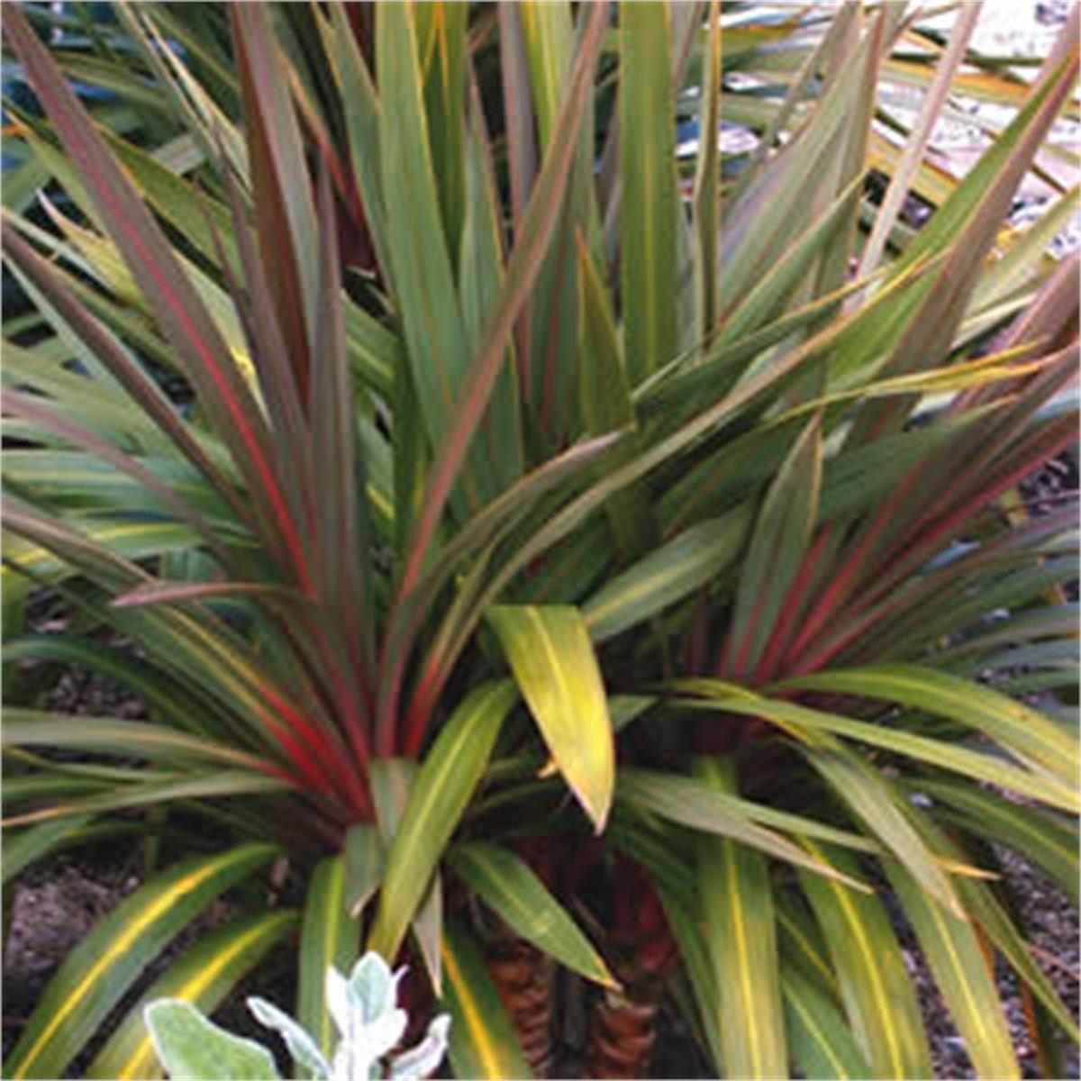 Cordyline australis Sundance Kırmızı damarlı Kordilin fidanı