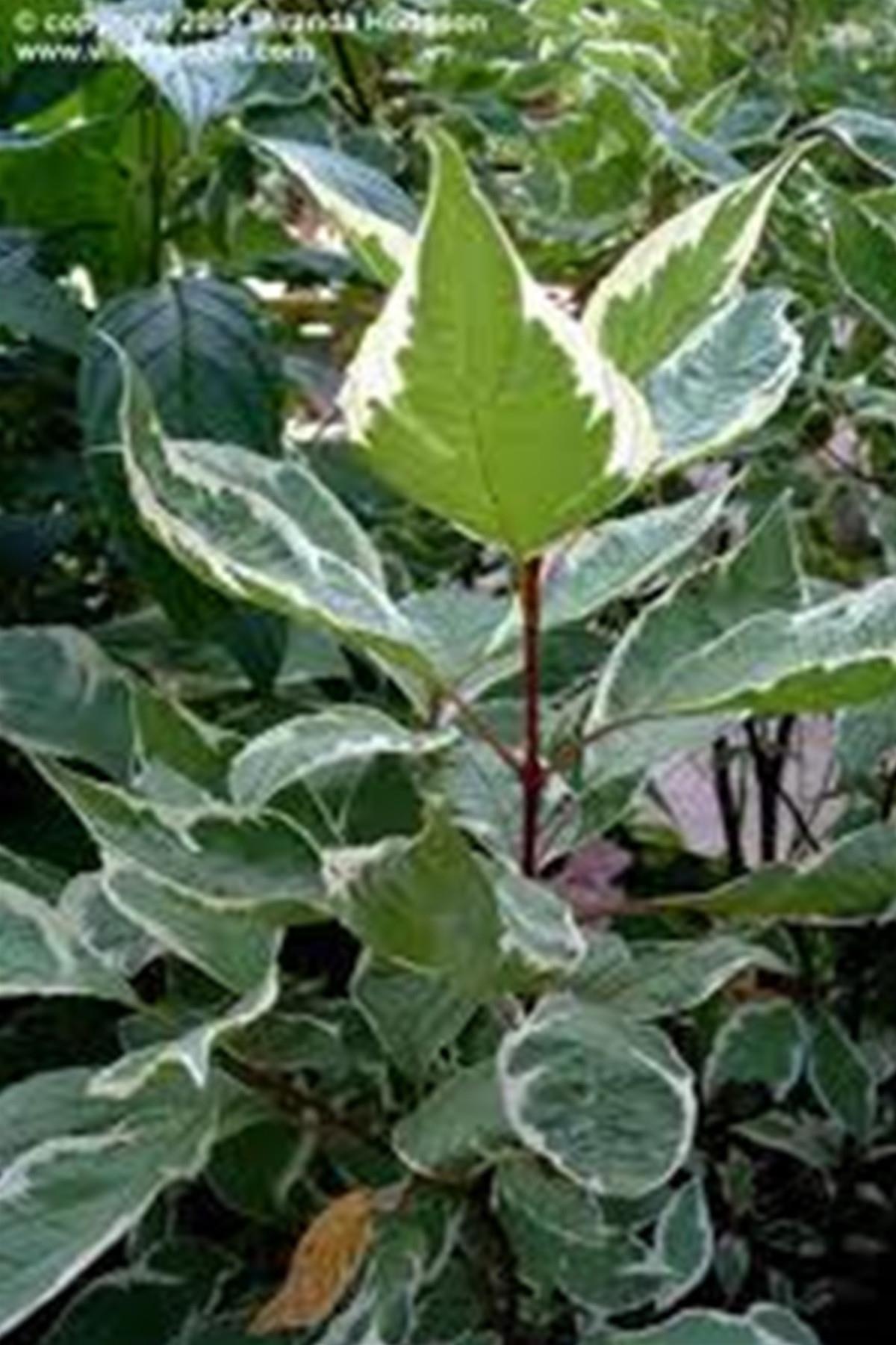 Cornus alba Kırmızı dallı Süs Kızılcığı fidanı